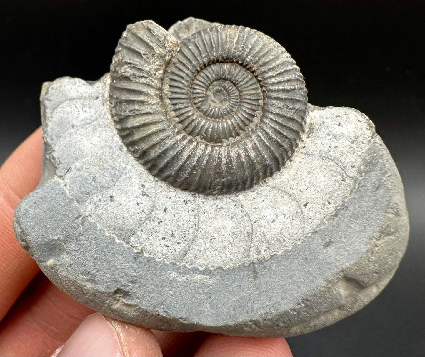 Dactylioceras Ammonite Fossil With Box And Stand - Whitby, North Yorkshire Jurassic Coast Yorkshire Fossils