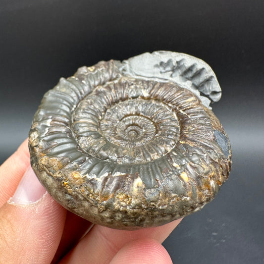 Snakestone Ammonite Fossil With Bag/Box And Stand - Whitby, North Yorkshire Jurassic Coast Yorkshire Fossils