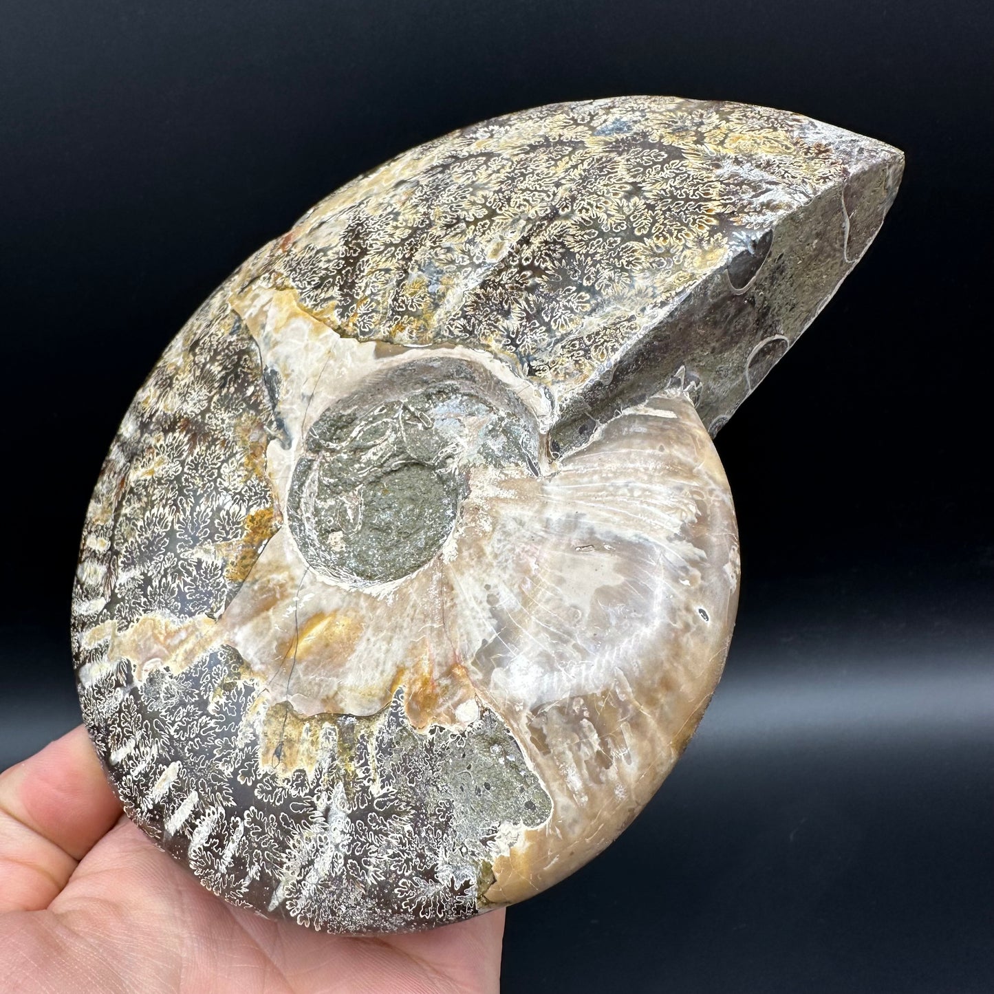 Cleoniceras Ammonite Fossil With Stand - Cretaceous Ammonite Madagascar