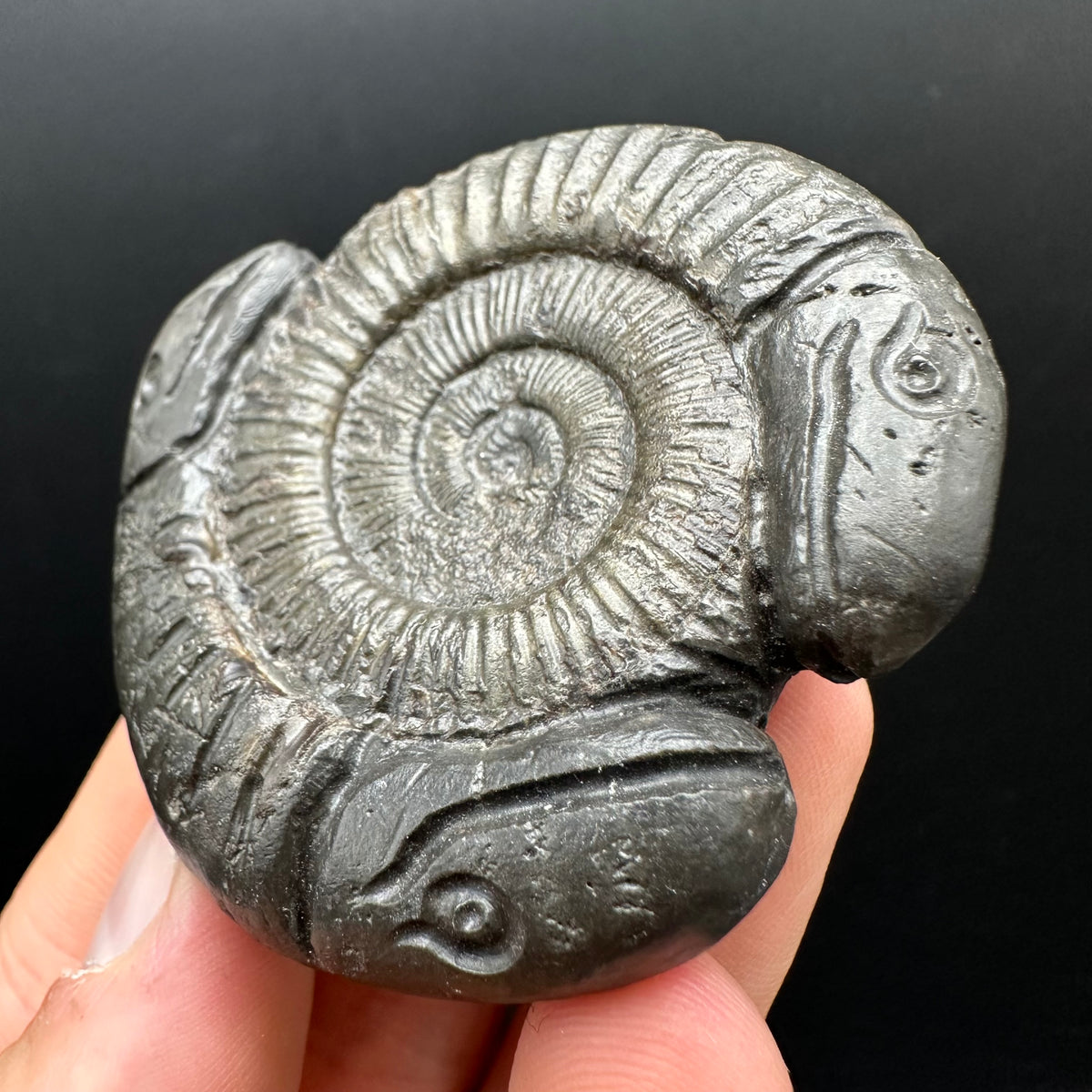 Hydra Snakestone Ammonite Fossil With Bag/Box And Stand - Whitby, North Yorkshire Jurassic Coast Yorkshire Fossils