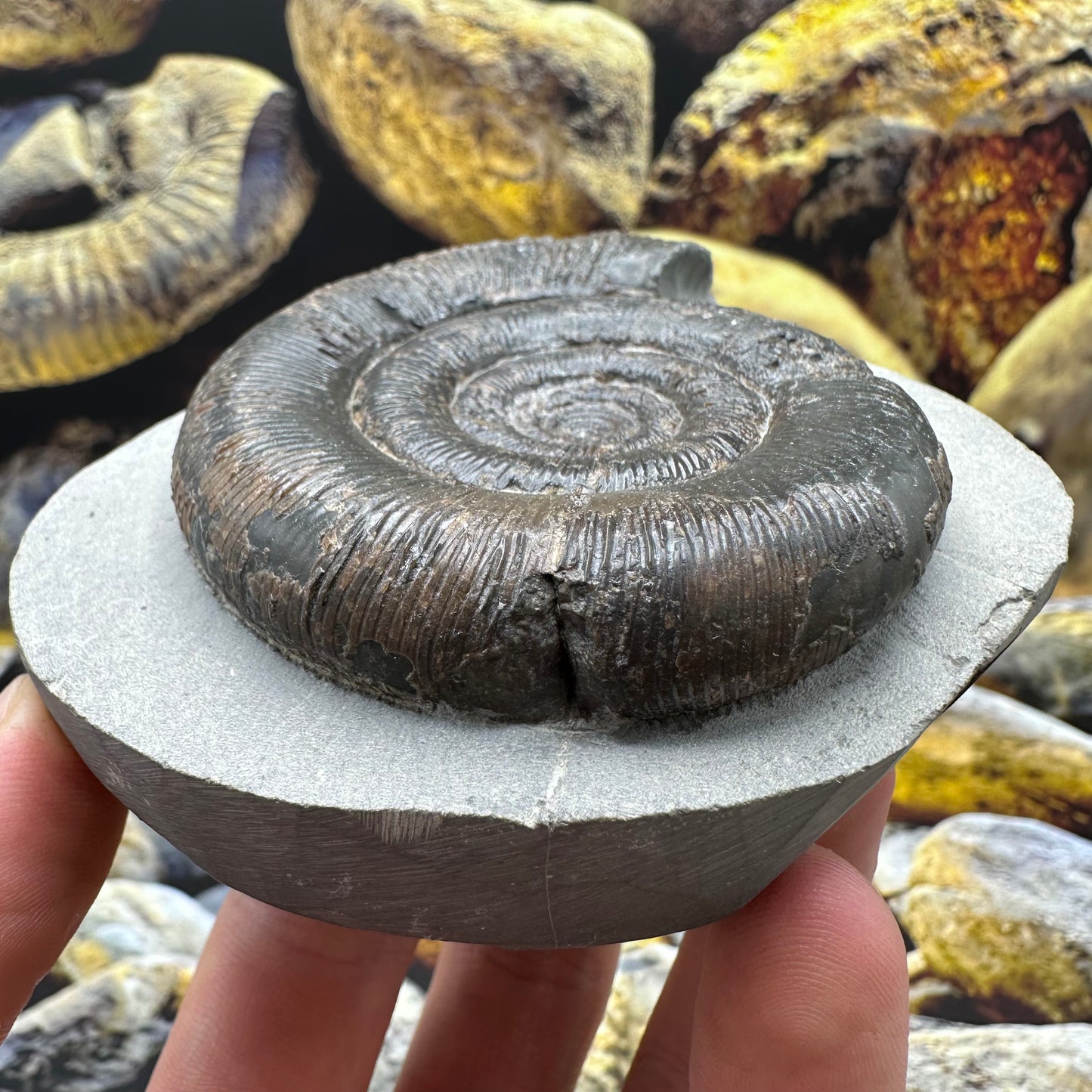 Dactylioceras tenuicostatum ammonite fossil - Whitby, North Yorkshire Jurassic Coast Yorkshire Fossils