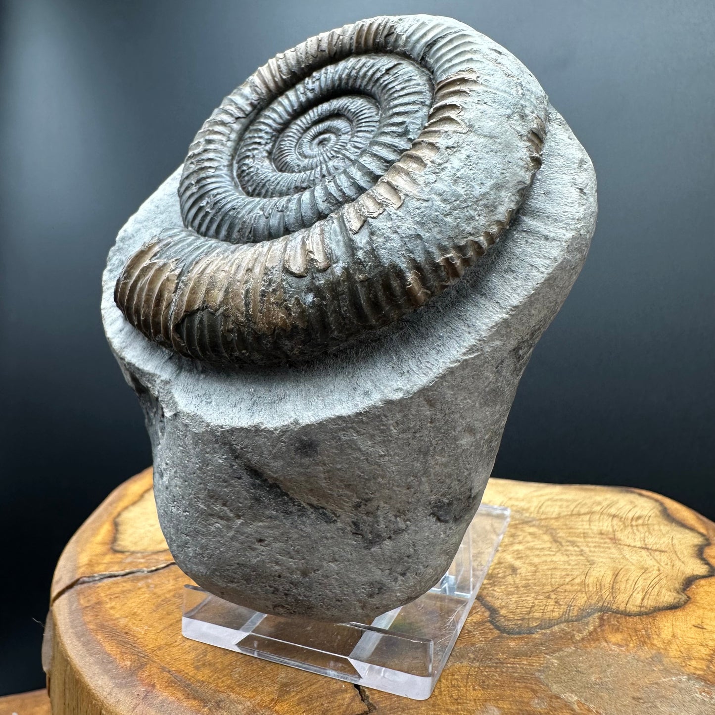 Dactylioceras Ammonite Fossil With box and Stand - Whitby, North Yorkshire Jurassic Coast Yorkshire Fossils
