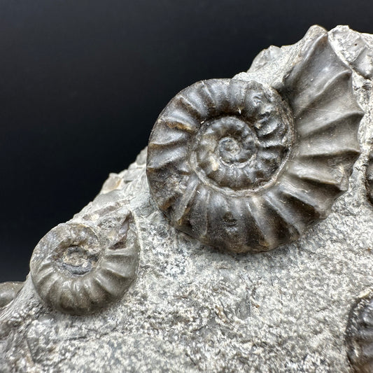 Eugassiceras Ammonite shell fossil with box and stand - Whitby, North Yorkshire Jurassic Coast Yorkshire Fossils