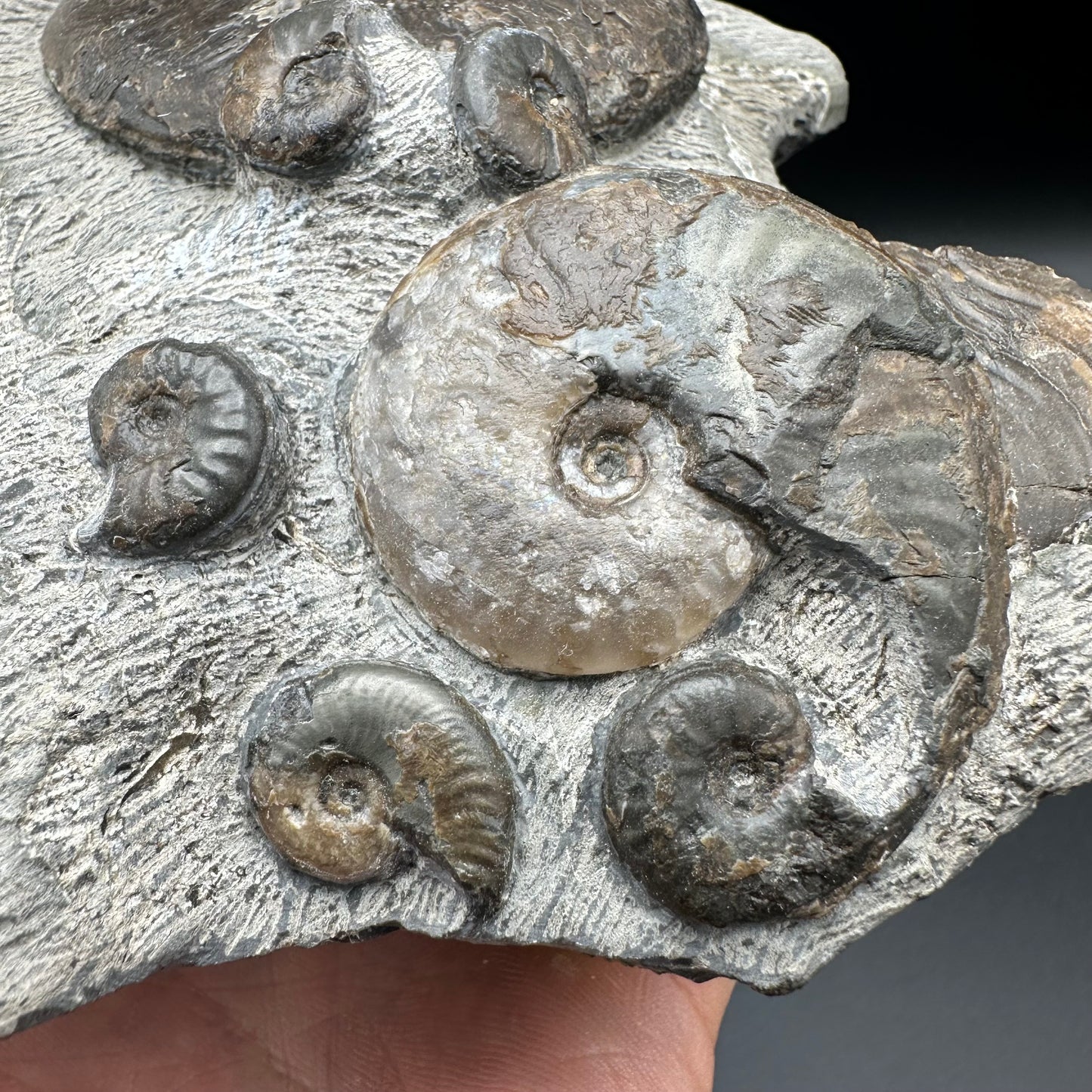 Eleganticeras Elegantulum ammonite fossil - Whitby, North Yorkshire Jurassic Coast, Yorkshire Fossils