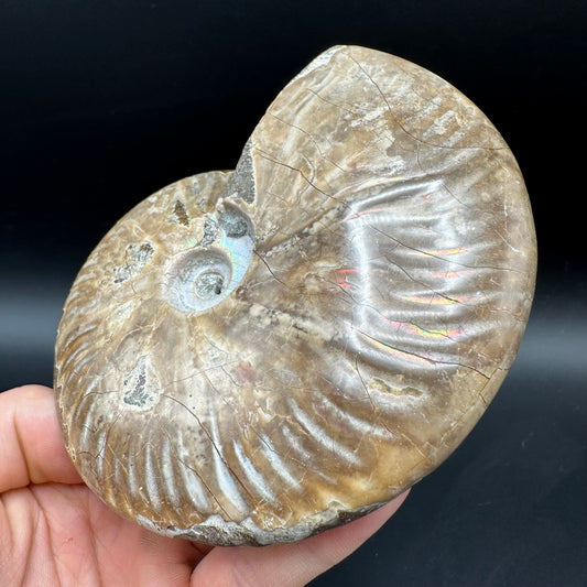 Cleoniceras Ammonite Fossil With Box And Stand - Cretaceous Ammonite Madagascar