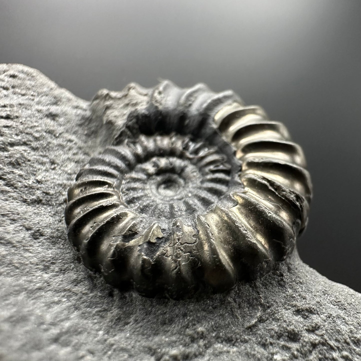 Promicroceras ammonite shell fossil with box and stand - Whitby, North Yorkshire Jurassic Coast Yorkshire Fossils