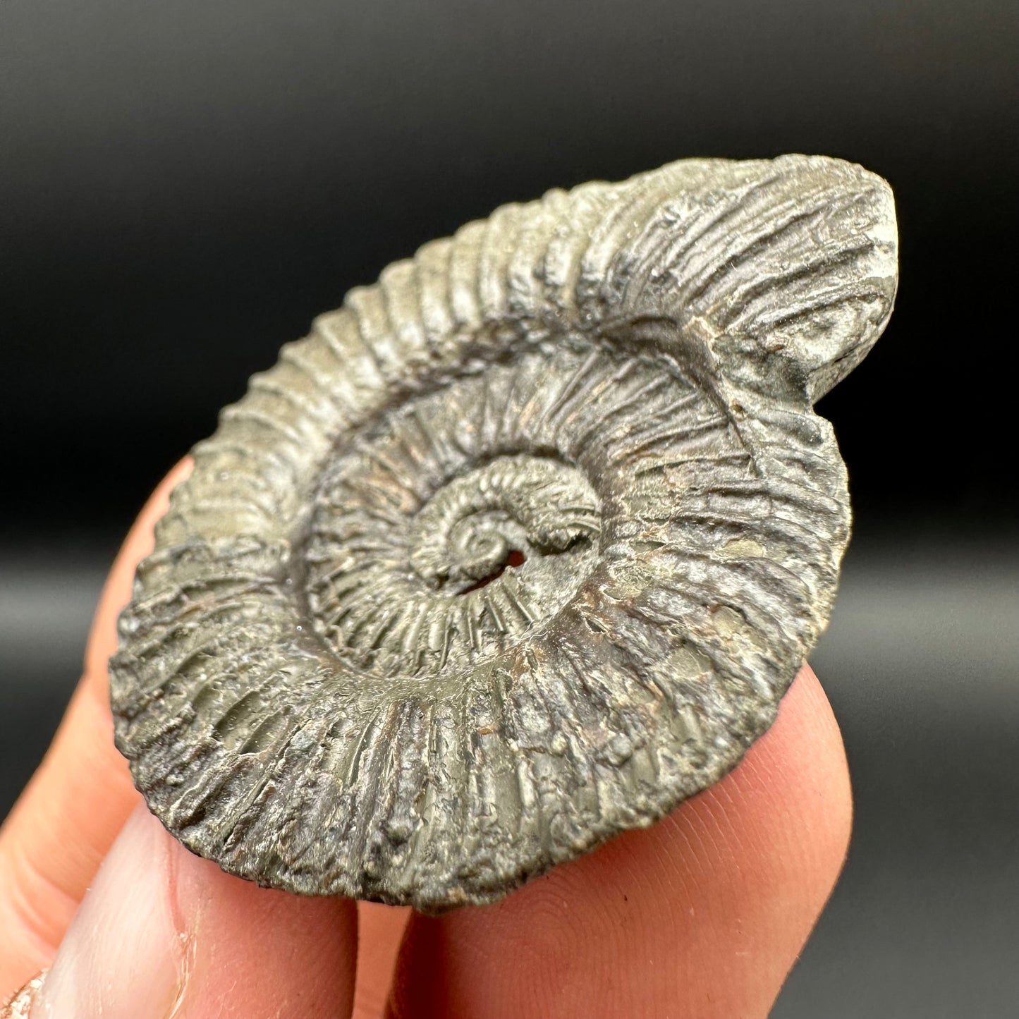 Schlothemia sp. ammonite fossil with tin and stand - Whitby, North Yorkshire Jurassic Coast, Yorkshire fossils