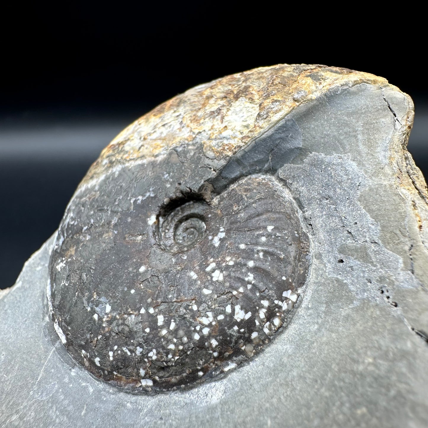 Pseudolioceras lythense ammonite fossil with box and stand - Whitby, North Yorkshire, Yorkshire Fossils on the Jurassic Coast