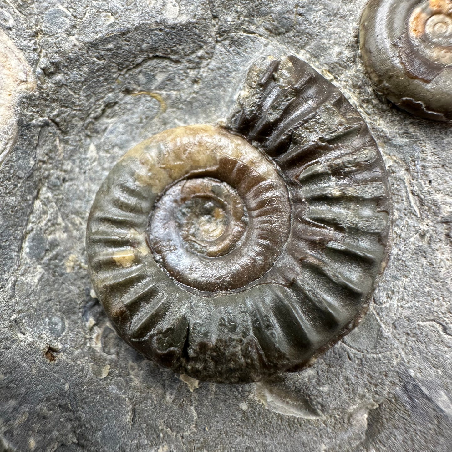 Arnioceras ammonite shell fossil with stand - Whitby, North Yorkshire Jurassic Coast Yorkshire Fossils