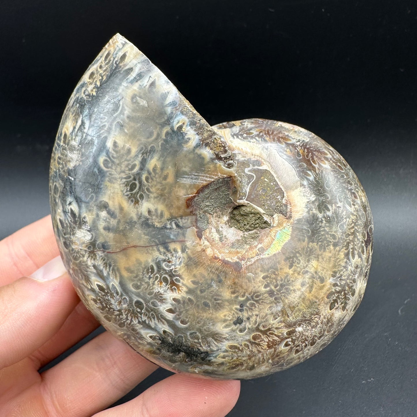 Phylloceras Ammonite Fossil With Box And Stand - Cretaceous Ammonite Madagascar