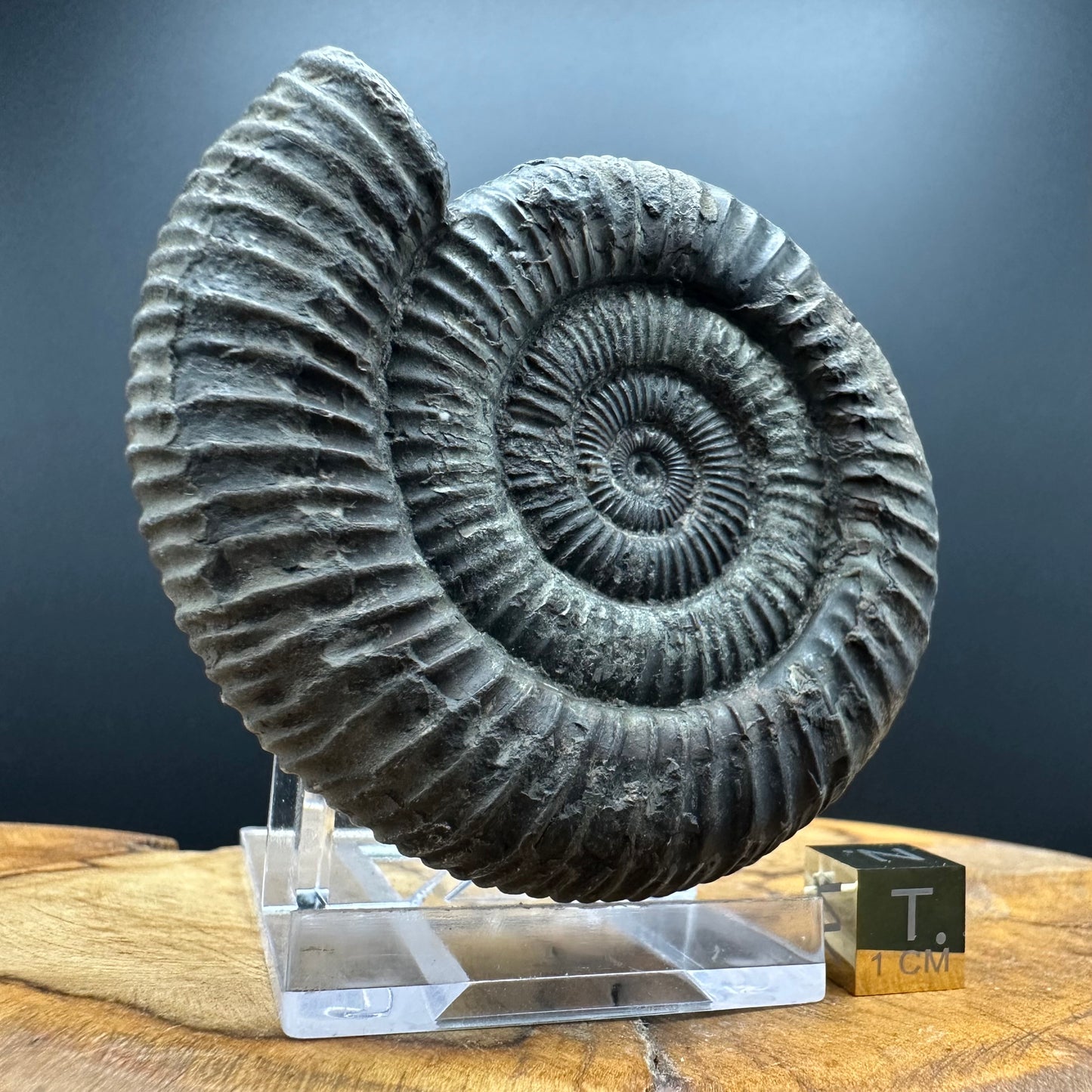 Dactylioceras Ammonite Fossil With box and Stand - Whitby, North Yorkshire Jurassic Coast Yorkshire Fossils