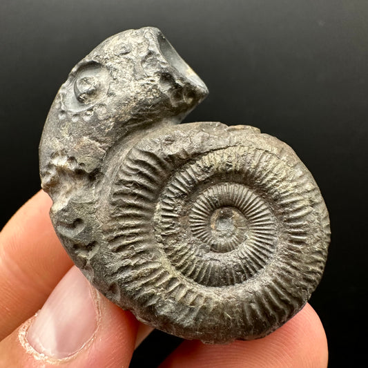Snakestone Ammonite Fossil With Bag/Box And Stand - Whitby, North Yorkshire Jurassic Coast Yorkshire Fossils