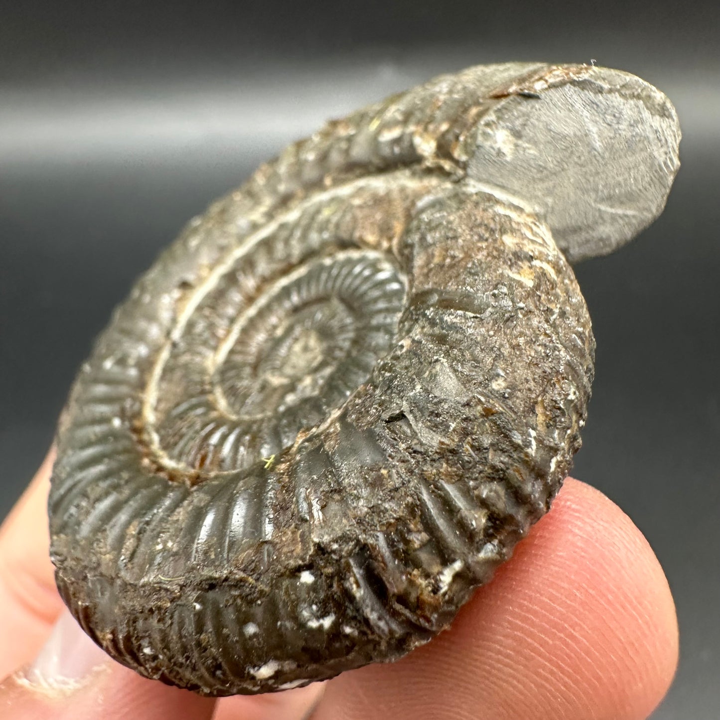 Dactylioceras Ammonite Fossil With Box And Stand - Whitby, North Yorkshire Jurassic Coast Yorkshire Fossils