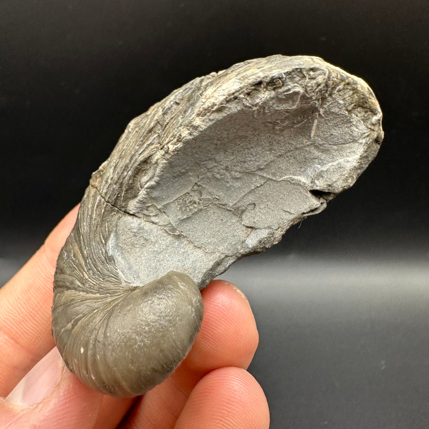 Gryphaea shell fossil with box and stand - Whitby, North Yorkshire, Jurassic Coast, Yorkshire Fossils found on the Jurassic Coast