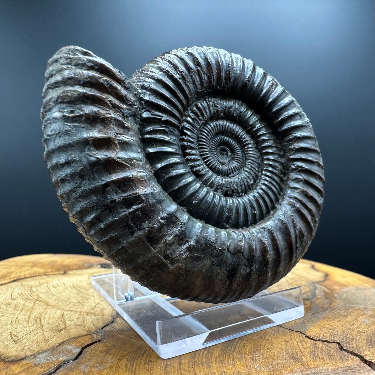 Dactylioceras Ammonite Fossil With box and Stand - Whitby, North Yorkshire Jurassic Coast Yorkshire Fossils