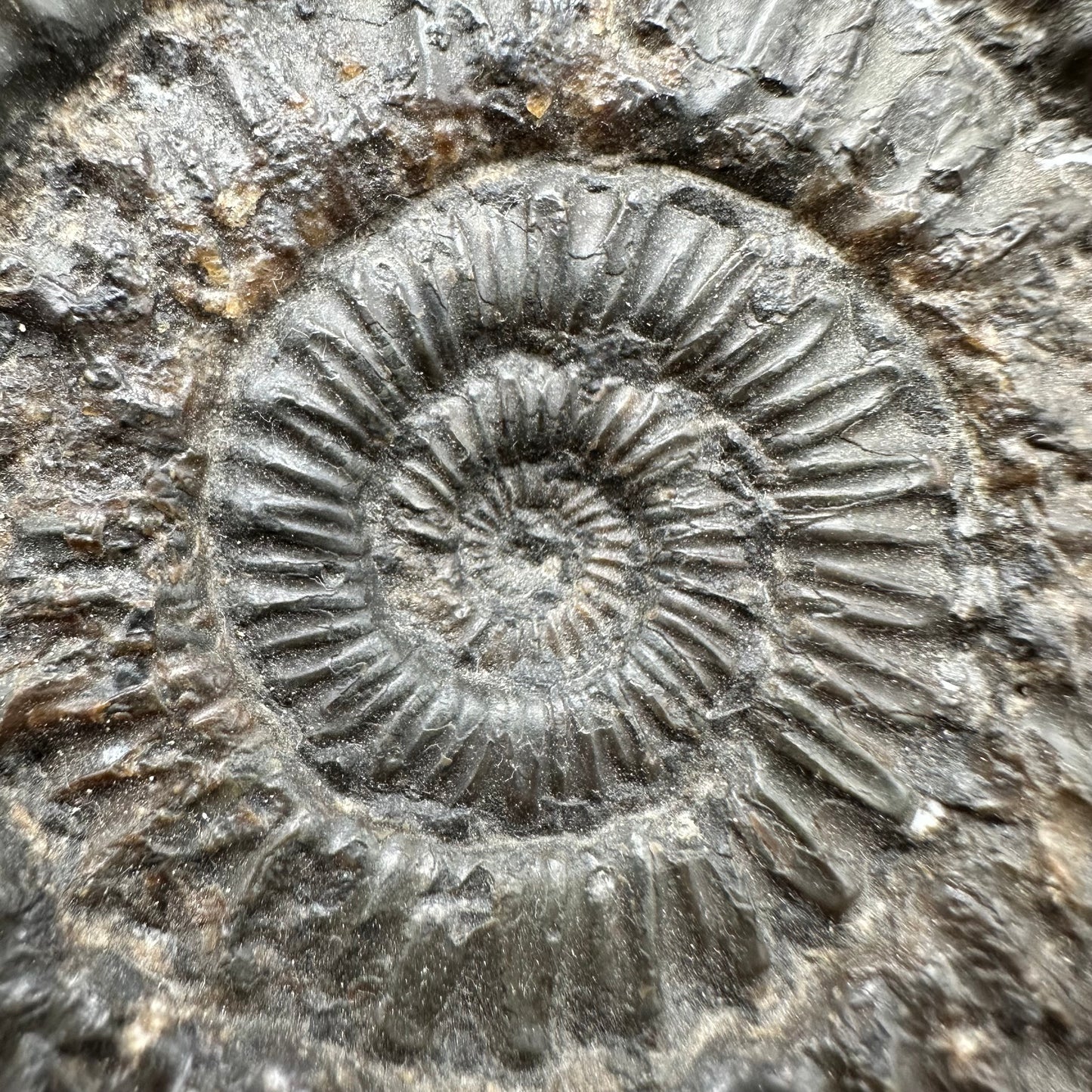 Peronoceras fibulatum Ammonite fossil with box and stand - Whitby, North Yorkshire Jurassic Coast Yorkshire Fossils
