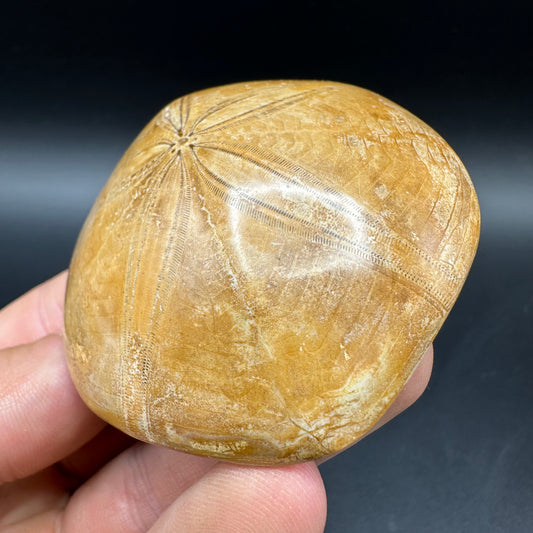 Holectypus Sea Urchin Fossil With Box And Stand - Middle Jurassic Madagascar