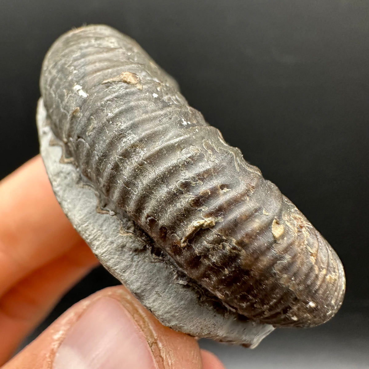 Dactylioceras Ammonite Fossil With box and Stand - Whitby, North Yorkshire Jurassic Coast Yorkshire Fossils
