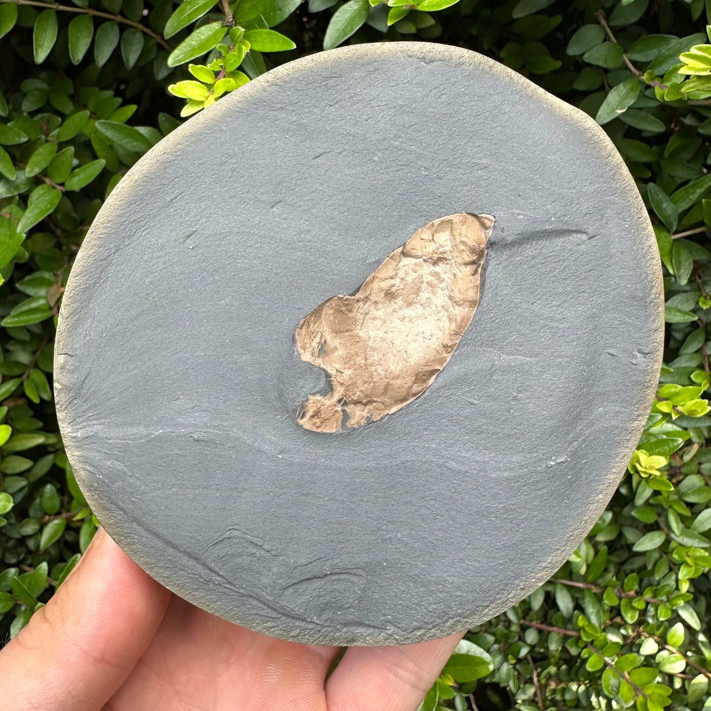Golden Egg (GENUINE) Coprolite Fossil With Stand - Whitby, North Yorkshire Jurassic Coast Yorkshire Fossils