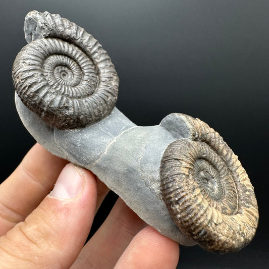 Dactylioceras Ammonite Fossil With Stand - Whitby, North Yorkshire Jurassic Coast Yorkshire Fossils