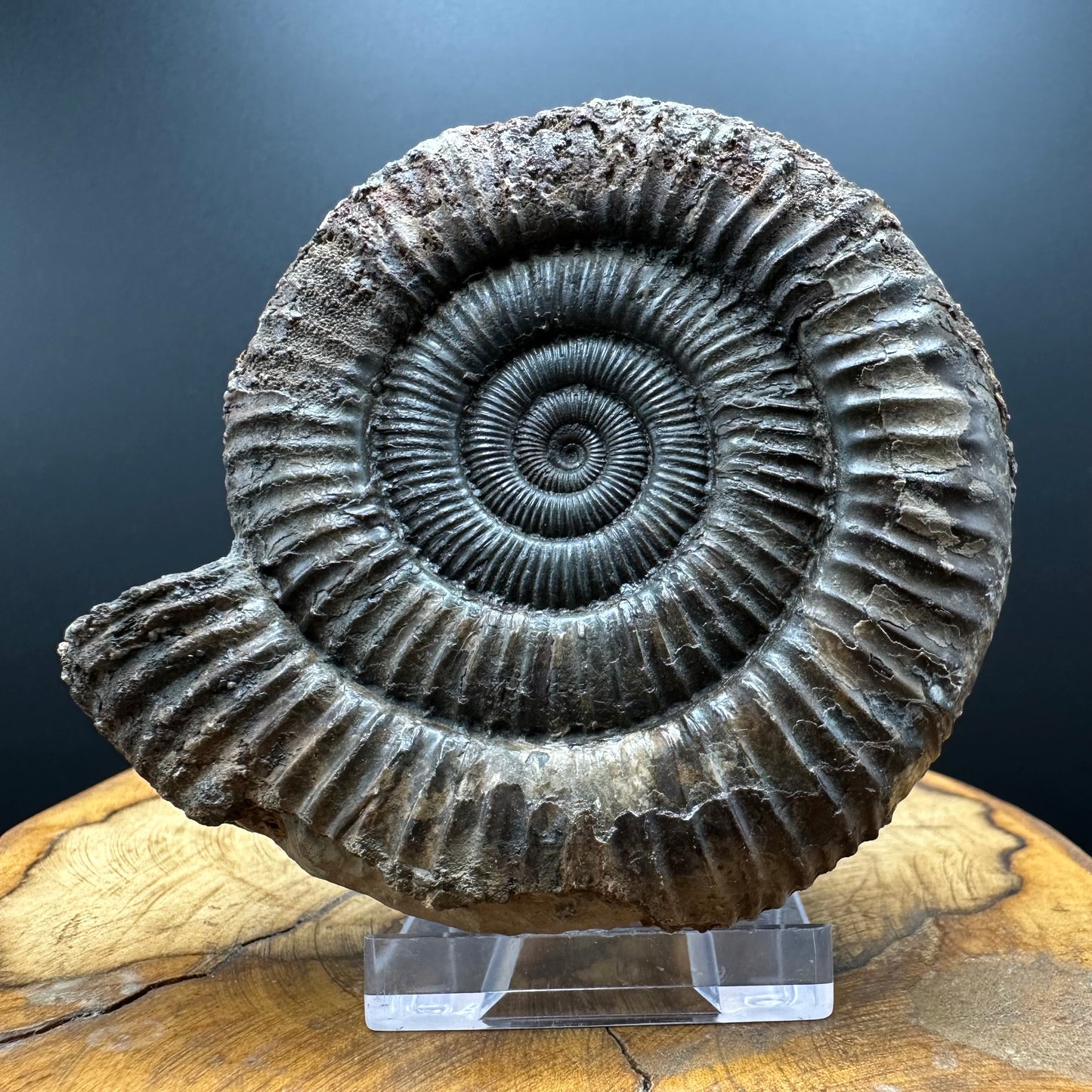 Dactylioceras Ammonite Fossil With box and Stand - Whitby, North Yorkshire Jurassic Coast Yorkshire Fossils