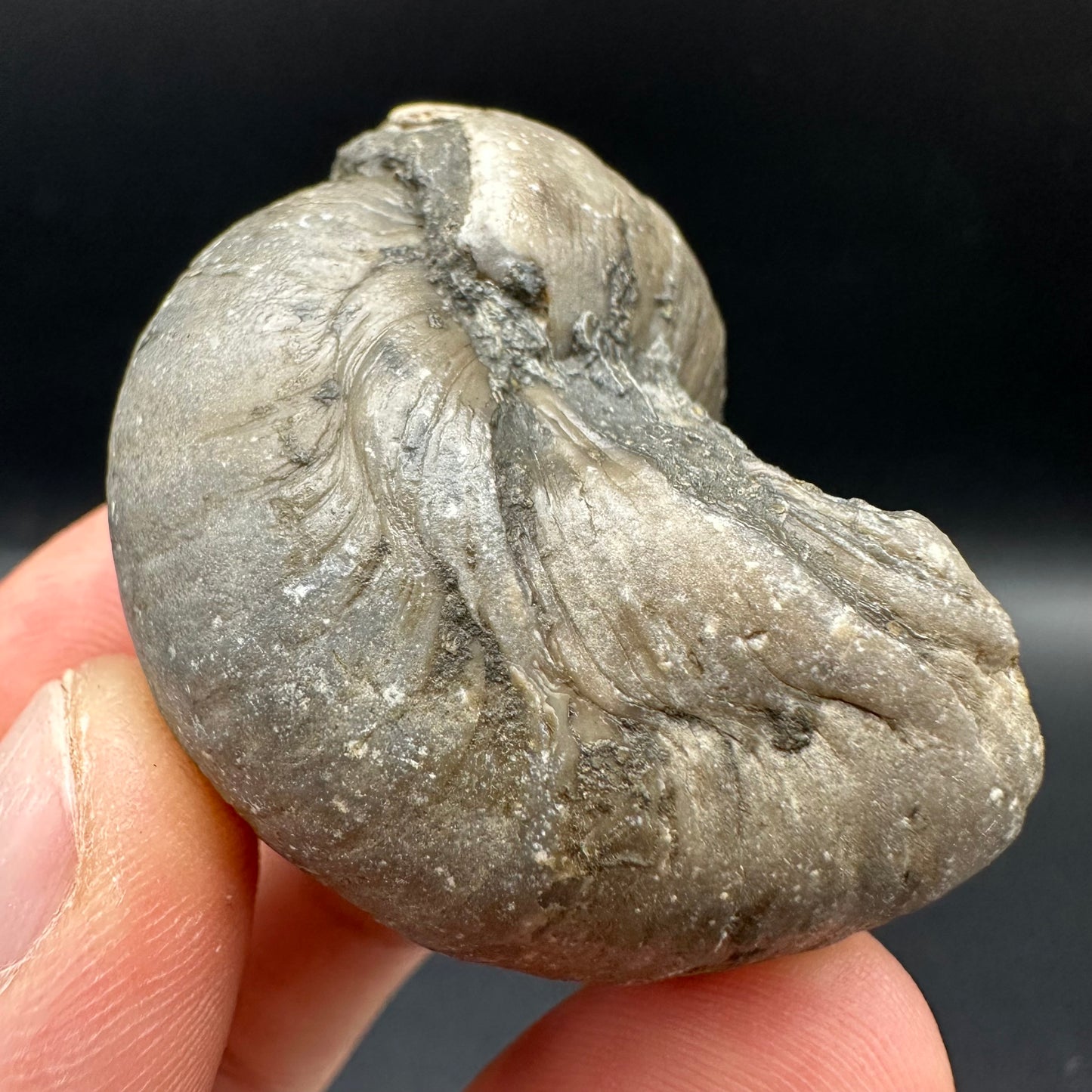 Gryphaea shell fossil with box and stand - Whitby, North Yorkshire, Jurassic Coast, Yorkshire Fossils found on the Jurassic Coast