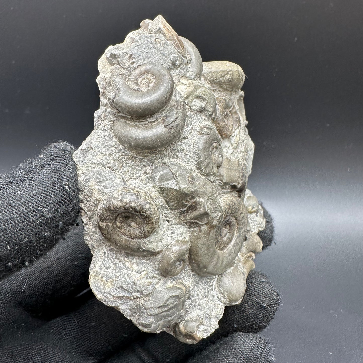 Psiloceras ammonite fossil with box and stand - Whitby, North Yorkshire Jurassic Coast, Yorkshire fossils