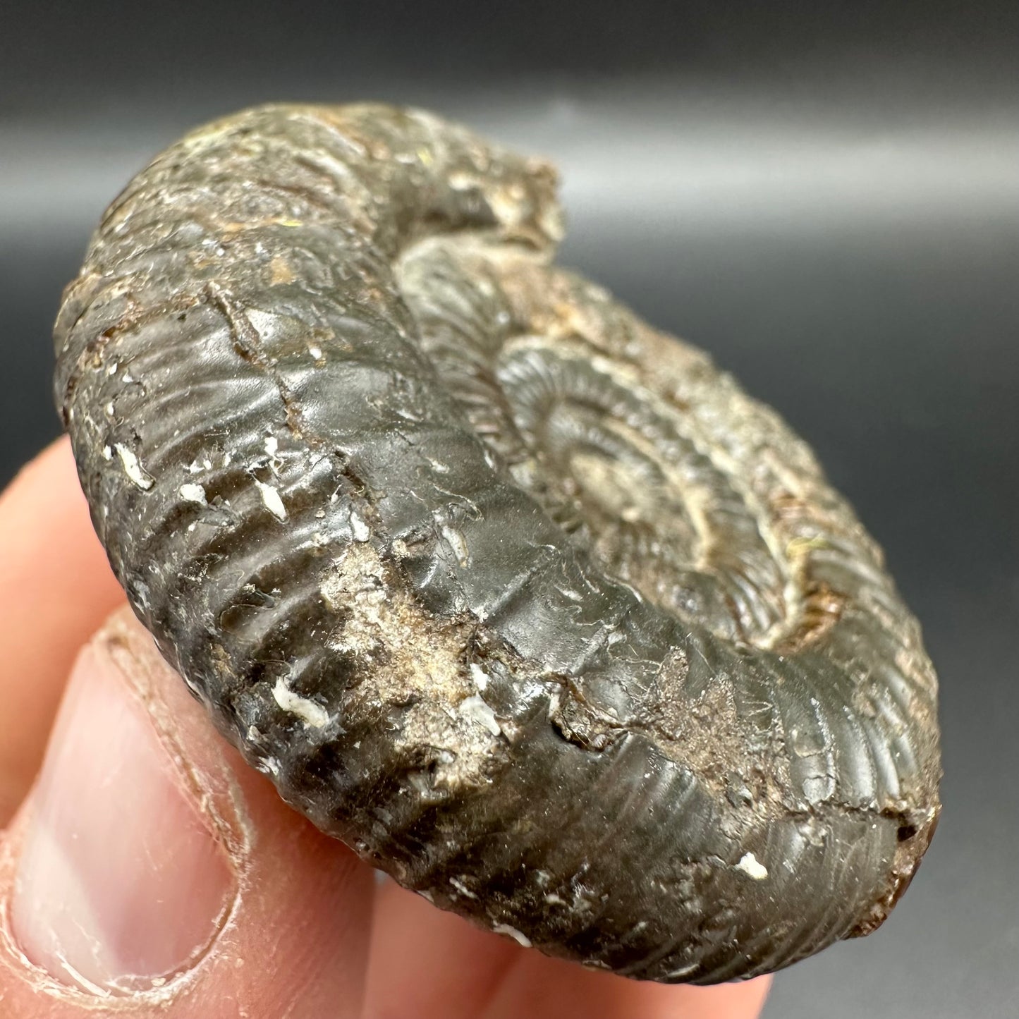 Dactylioceras Ammonite Fossil With Box And Stand - Whitby, North Yorkshire Jurassic Coast Yorkshire Fossils