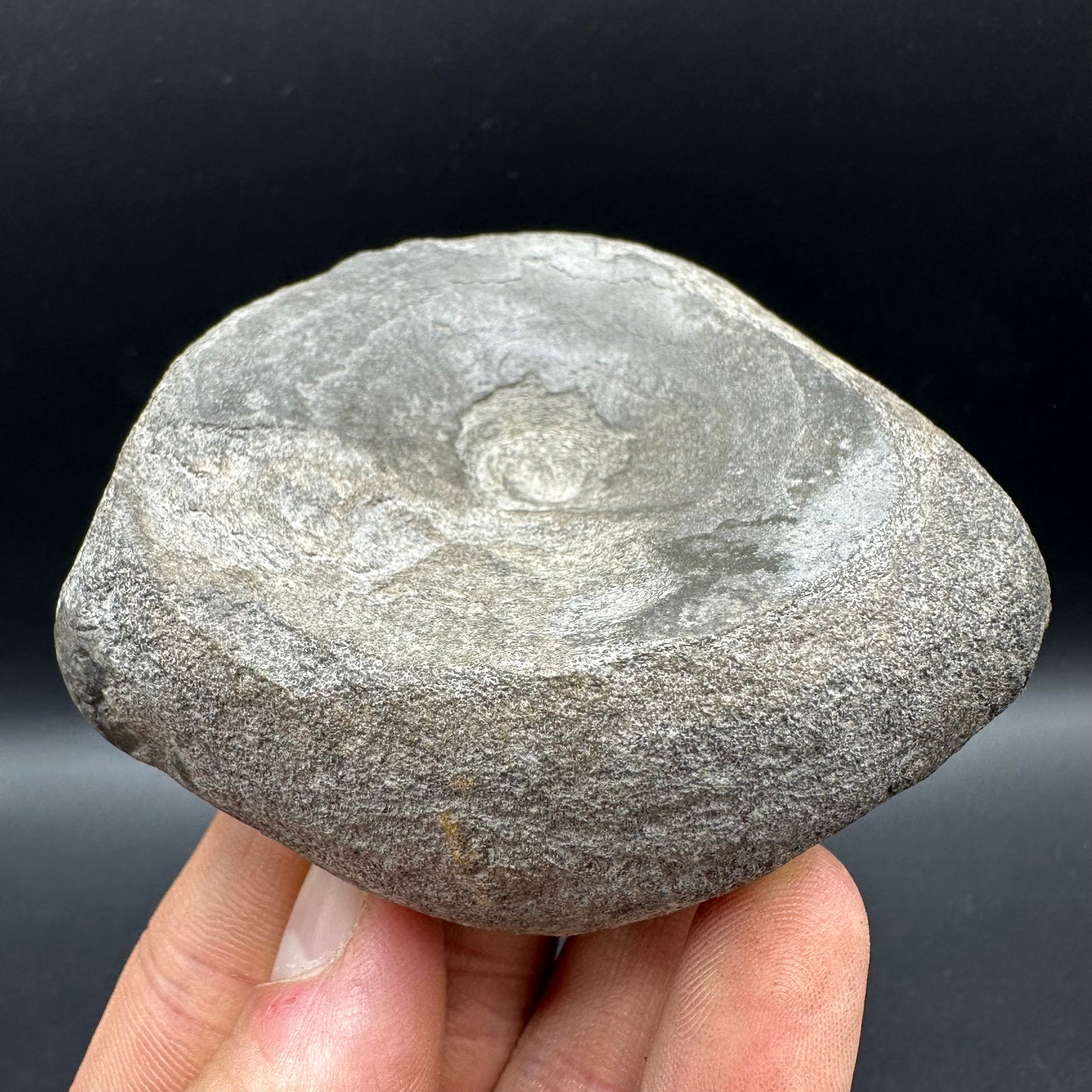 Ichthyosaur Vertebra fossil with box and stand - Whitby, North Yorkshire Jurassic Coast, Yorkshire fossils found on the Jurassic Coast