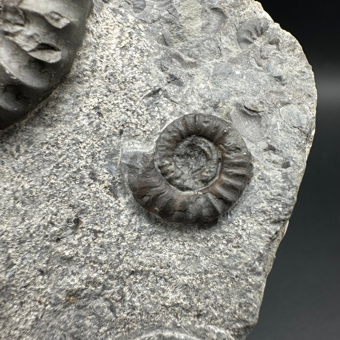 Arnioceras ammonite shell fossil with box and stand - Whitby, North Yorkshire Jurassic Coast Yorkshire Fossils