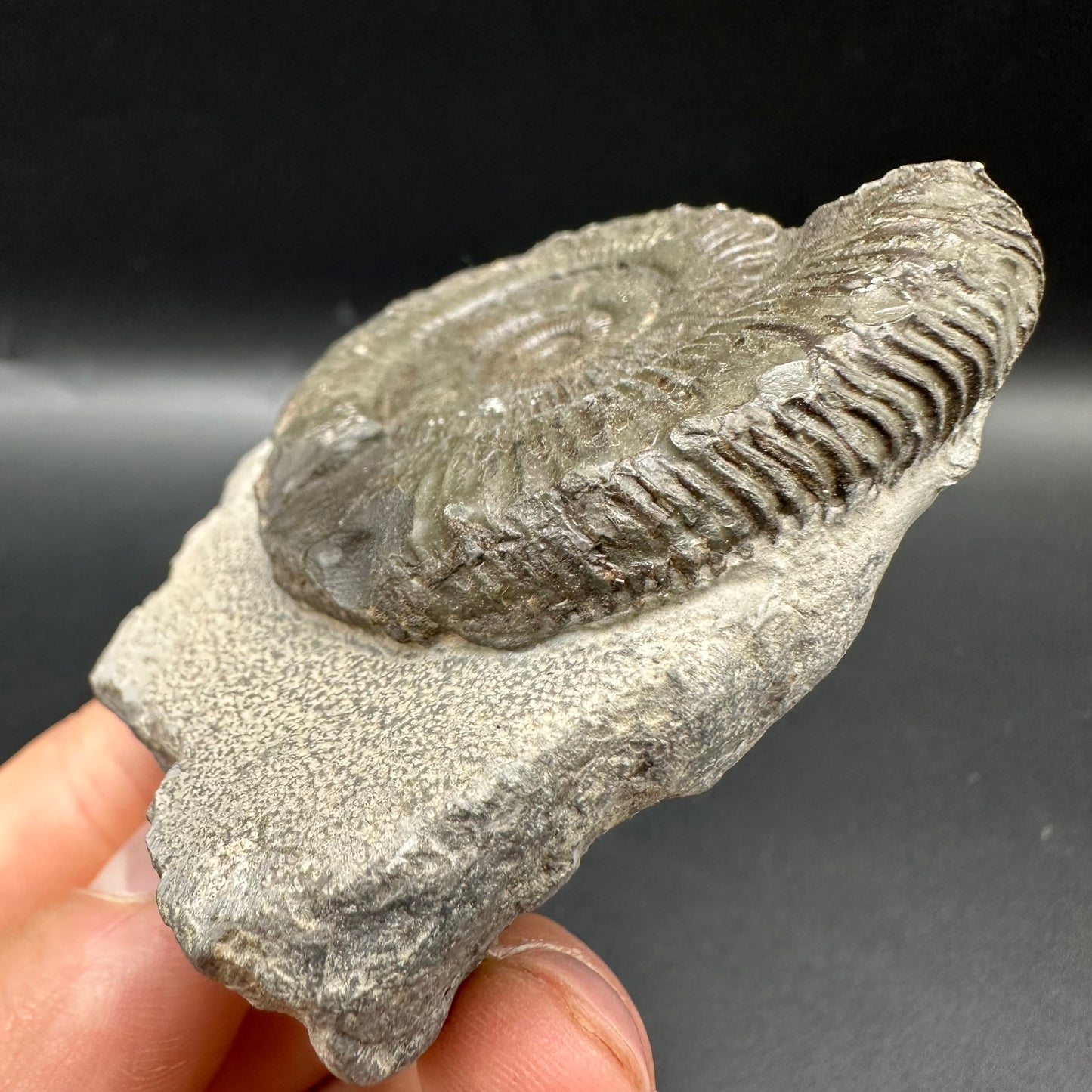 Peronoceras turriculatum Ammonite fossil with box and stand - Whitby, North Yorkshire Jurassic Coast, Yorkshire fossils