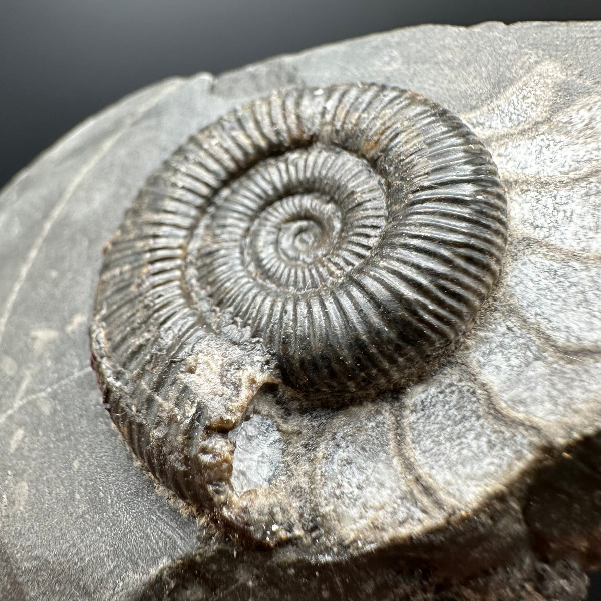 Dactylioceras Ammonite Fossil With box and Stand - Whitby, North Yorkshire Jurassic Coast Yorkshire Fossils