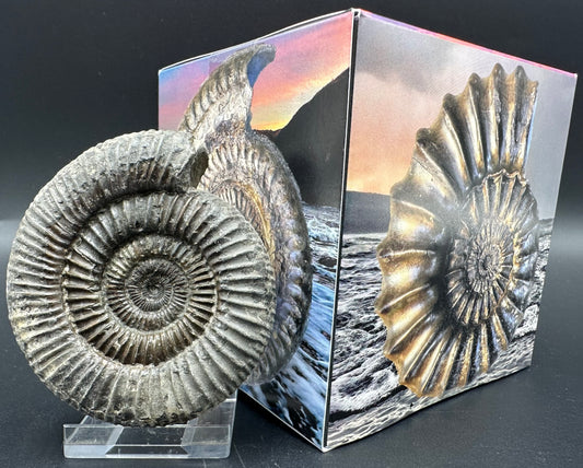 Dactylioceras Ammonite Fossil With Box And Stand - Whitby, North Yorkshire Jurassic Coast Yorkshire Fossils