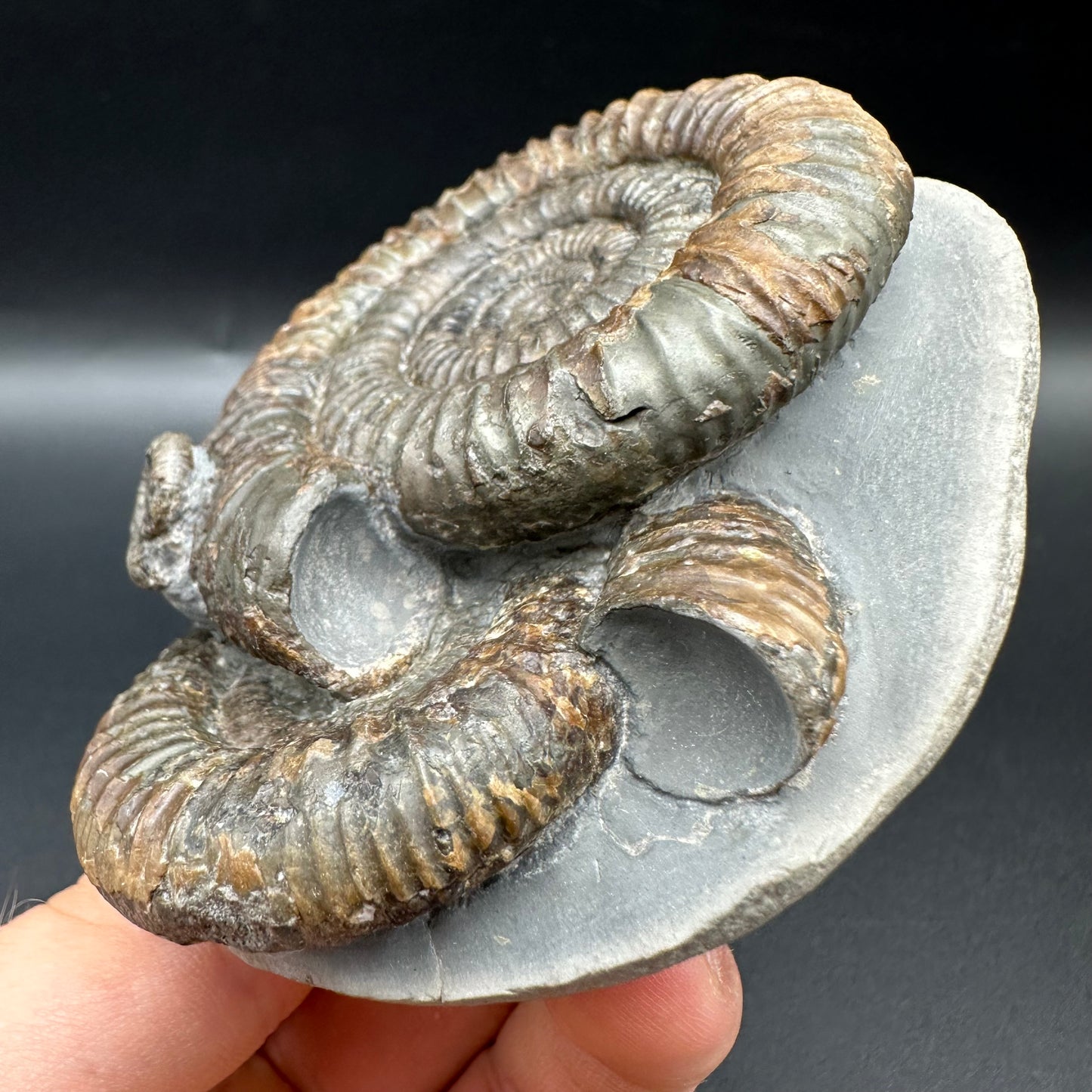Dactylioceras Multi ammonite fossil with box and stand - Whitby, North Yorkshire Jurassic Coast, Yorkshire Fossils