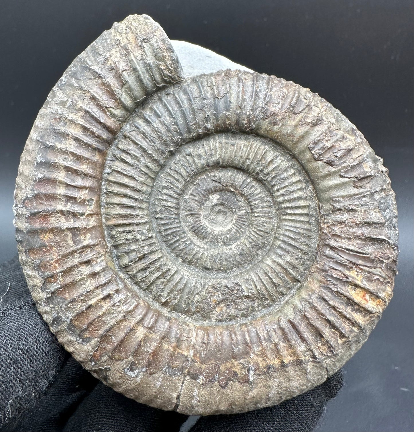 Dactylioceras Ammonite Fossil With Box And Stand - Whitby, North Yorkshire Jurassic Coast Yorkshire Fossils