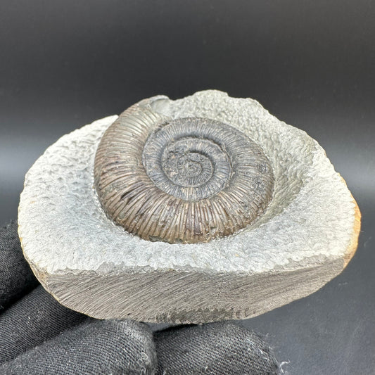 Dactylioceras semicelatum Ammonite fossil with box and stand - Whitby, North Yorkshire Jurassic Coast Yorkshire Fossils