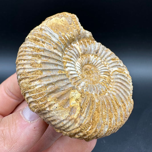 Dichotomosphinctes Ammonite Fossil With Box And Stand - Middle Jurassic Ammonite Madagascar