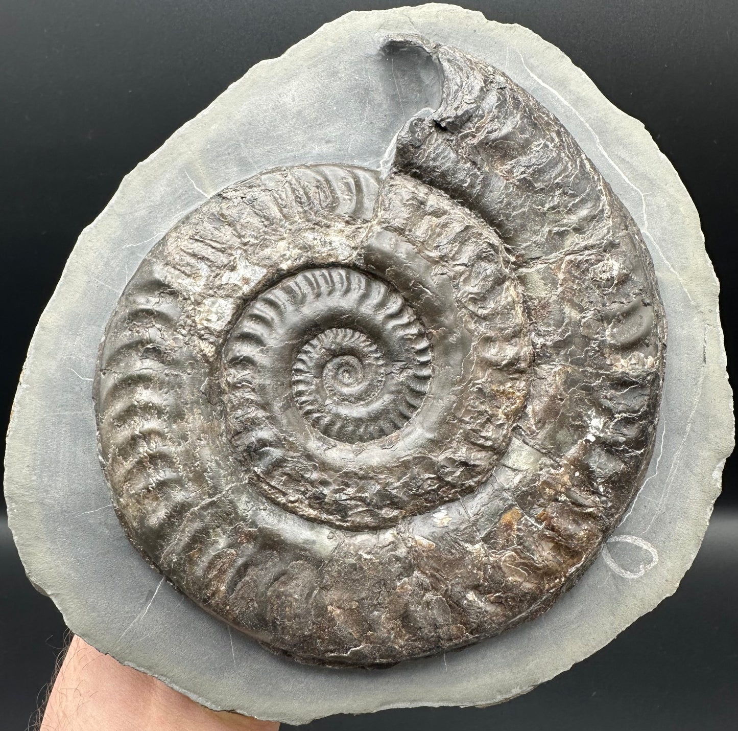 Hildoceras lusitanicum Ammonite fossil - Whitby, North Yorkshire Jurassic Coast, Yorkshire Fossils from the Jurassic Coast