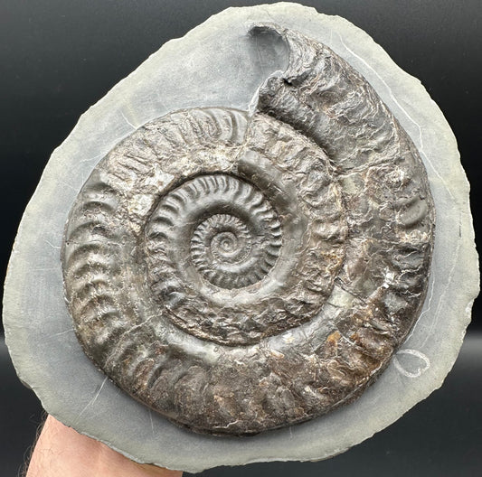 Hildoceras lusitanicum Ammonite fossil - Whitby, North Yorkshire Jurassic Coast, Yorkshire Fossils from the Jurassic Coast