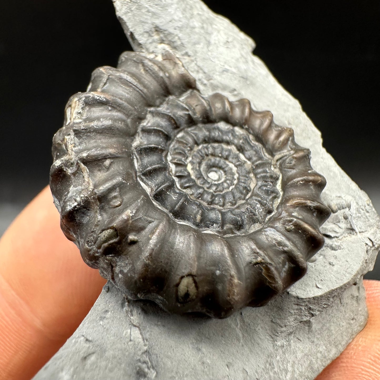 Gagaticeras Ammonite fossil with box and stand - Whitby, North Yorkshire Jurassic Coast Yorkshire Fossils