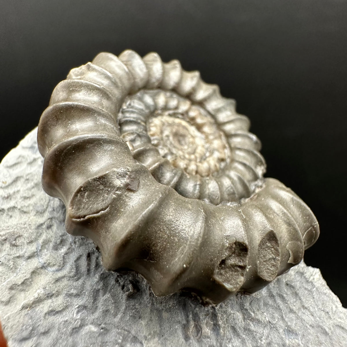 Gagaticeras Ammonite fossil with box and stand - Whitby, North Yorkshire Jurassic Coast Yorkshire Fossils
