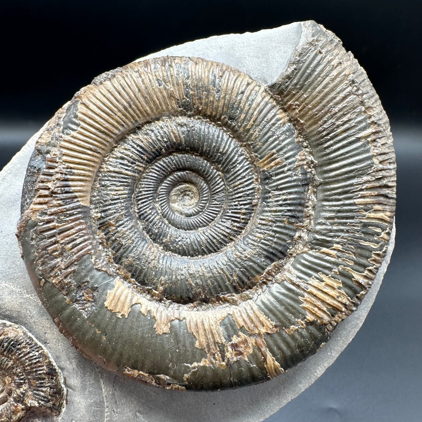 Dactylioceras tenuicostatum ammonite fossil with box and stand - Whitby, North Yorkshire Jurassic Coast