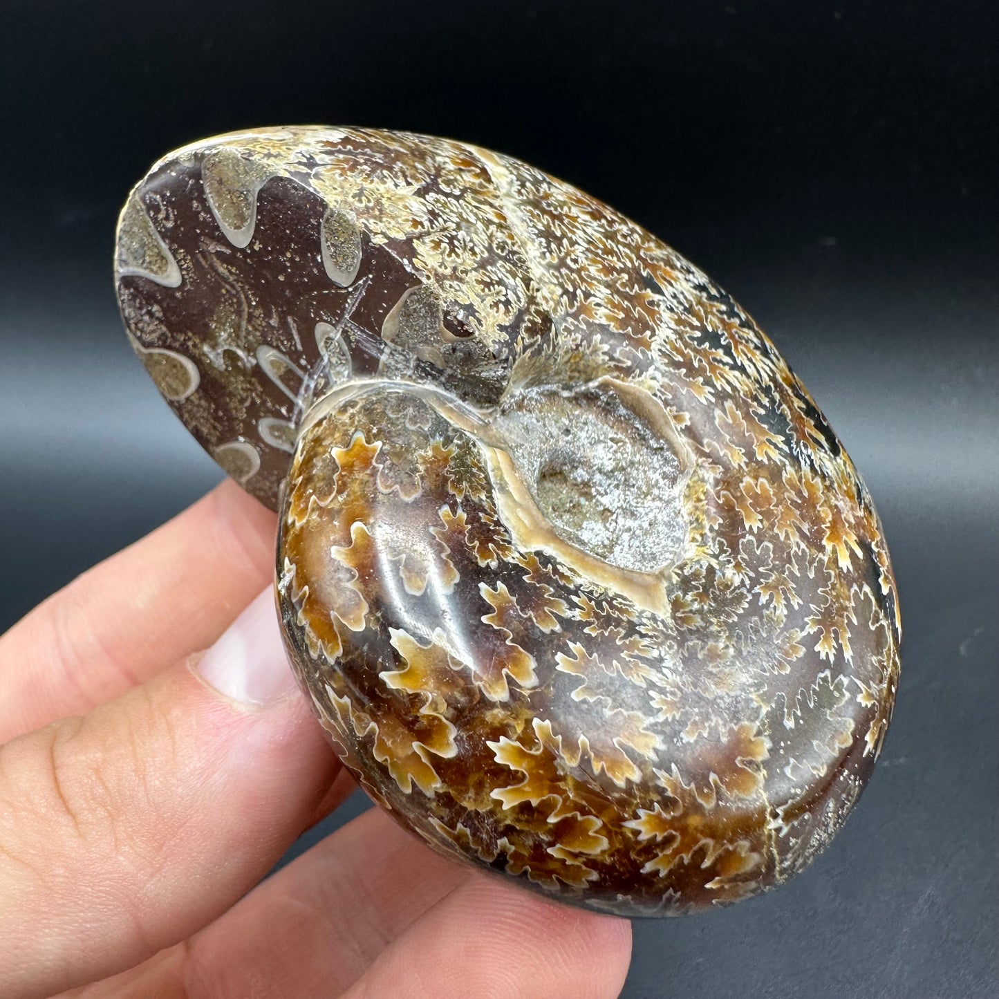 Puzosia Ammonite Fossil With Box And Stand - Cretaceous Ammonite Madagascar