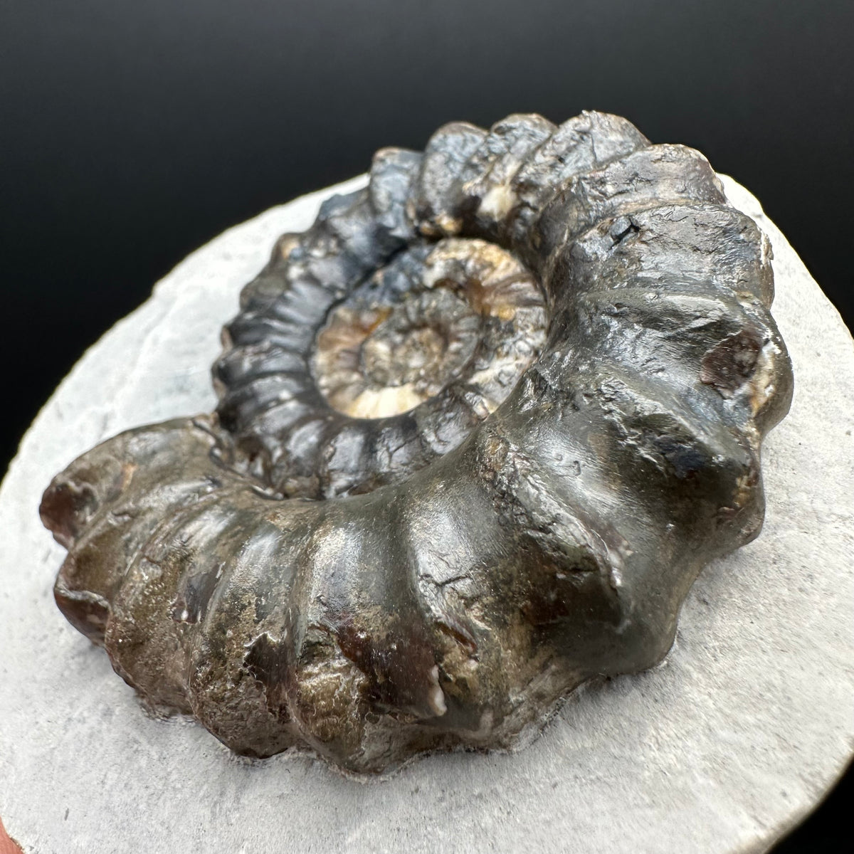 Androgynoceras maculatum ammonite fossil with box and stand - Whitby, North Yorkshire Jurassic Coast Yorkshire Fossils
