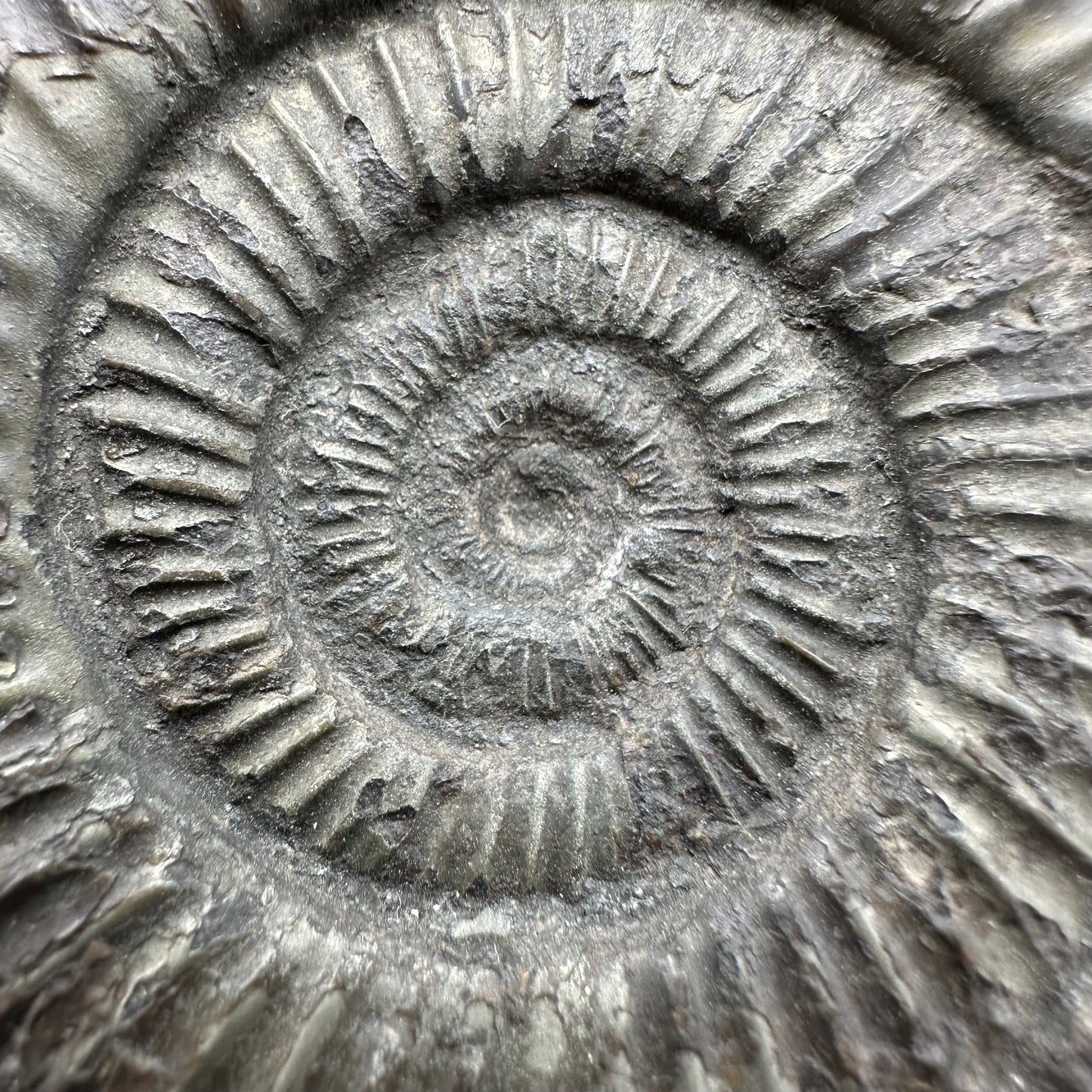 Dactylioceras Ammonite Fossil With Box And Stand - Whitby, North Yorkshire Jurassic Coast Yorkshire Fossils
