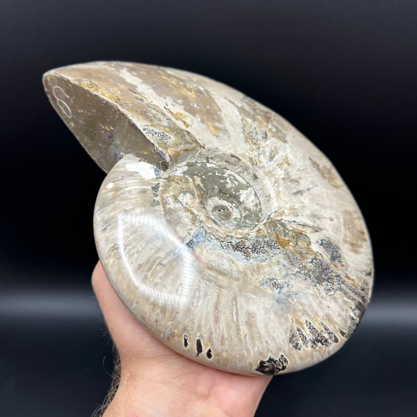 Cleoniceras Ammonite Fossil With Stand - Cretaceous Ammonite Madagascar