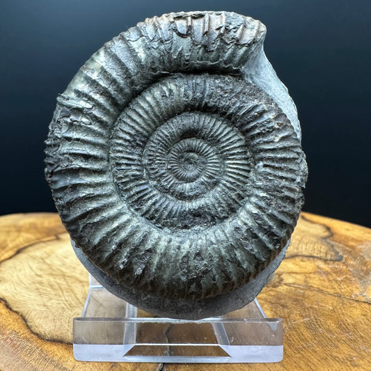 Dactylioceras Ammonite Fossil With box and Stand - Whitby, North Yorkshire Jurassic Coast Yorkshire Fossils