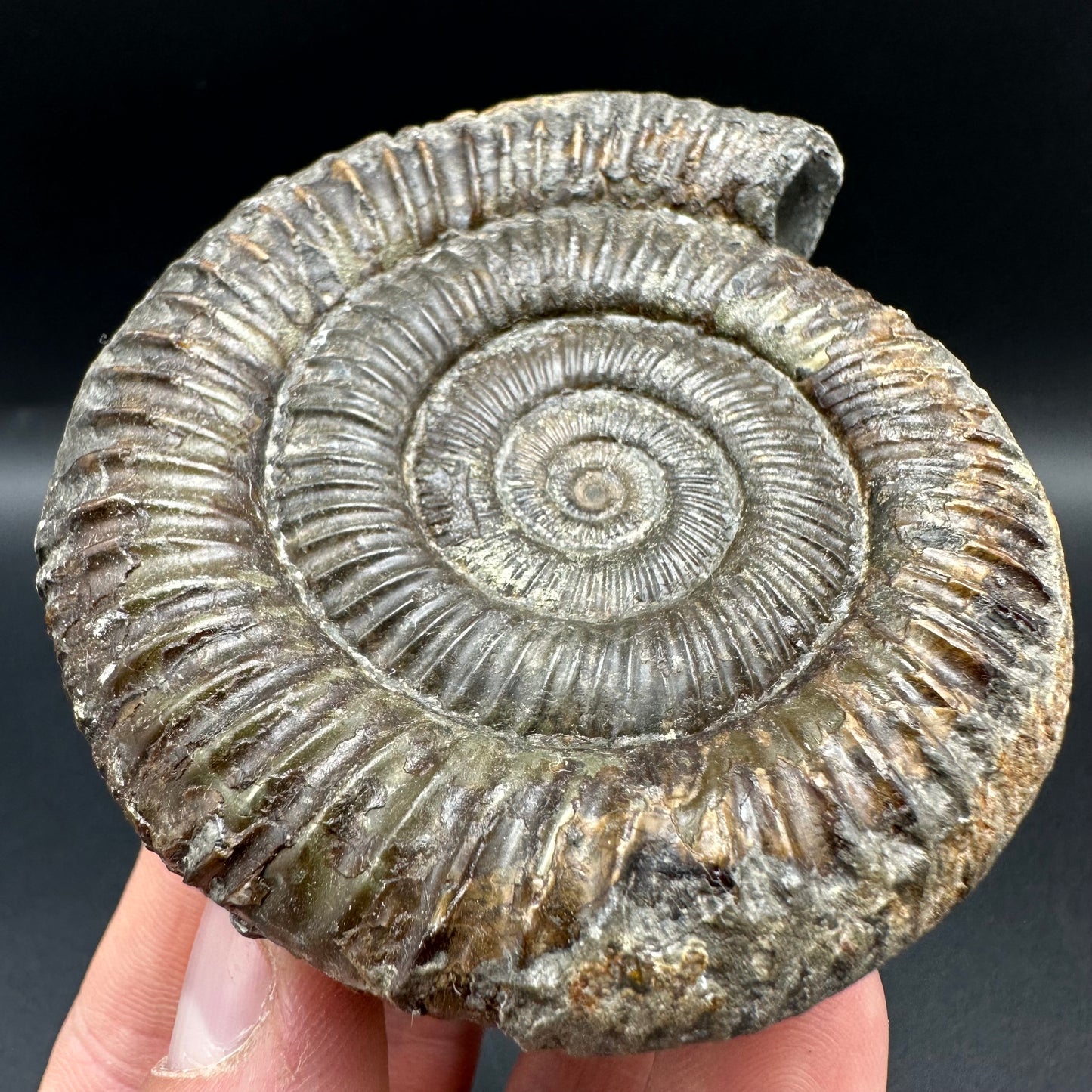 Dactylioceras Ammonite Fossil With Box And Stand - Whitby, North Yorkshire Jurassic Coast Yorkshire Fossils