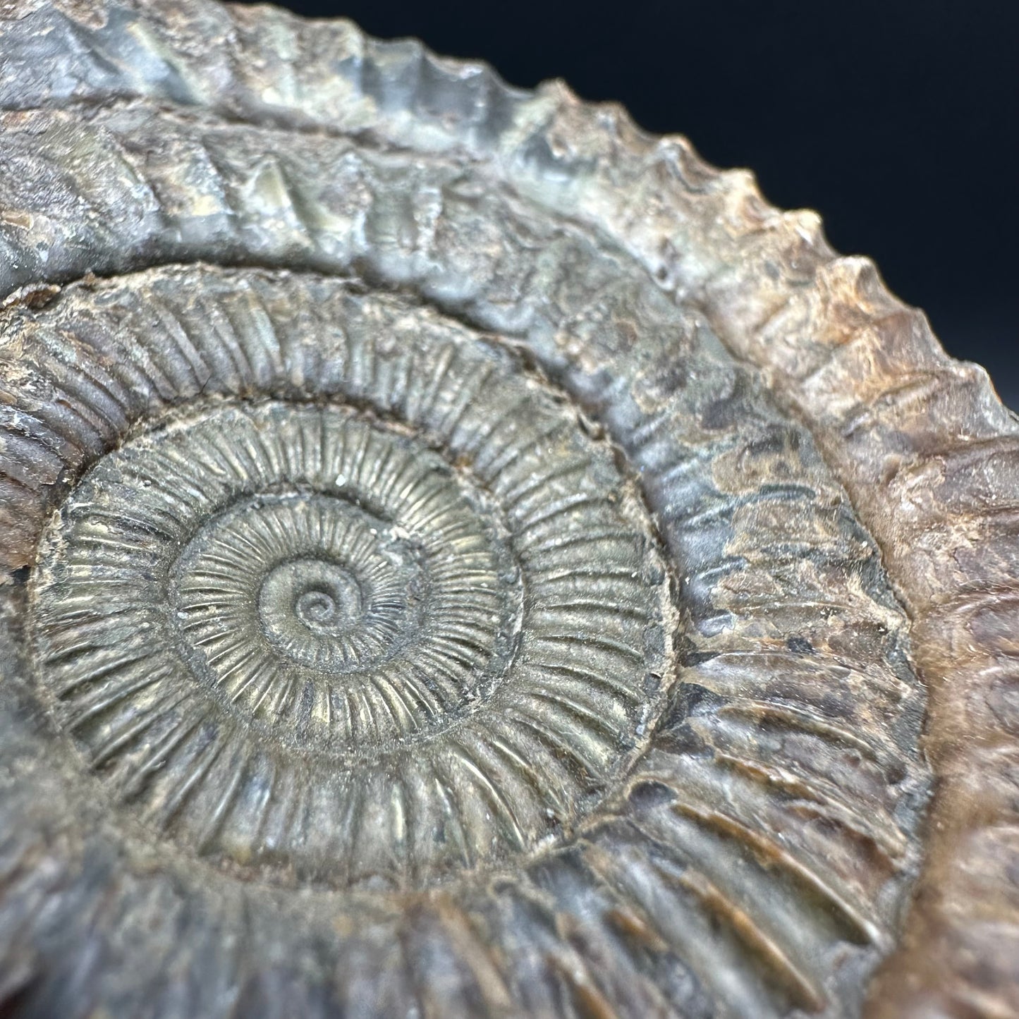 Dactylioceras Ammonite Fossil With Box And Stand - Whitby, North Yorkshire Jurassic Coast Yorkshire Fossils