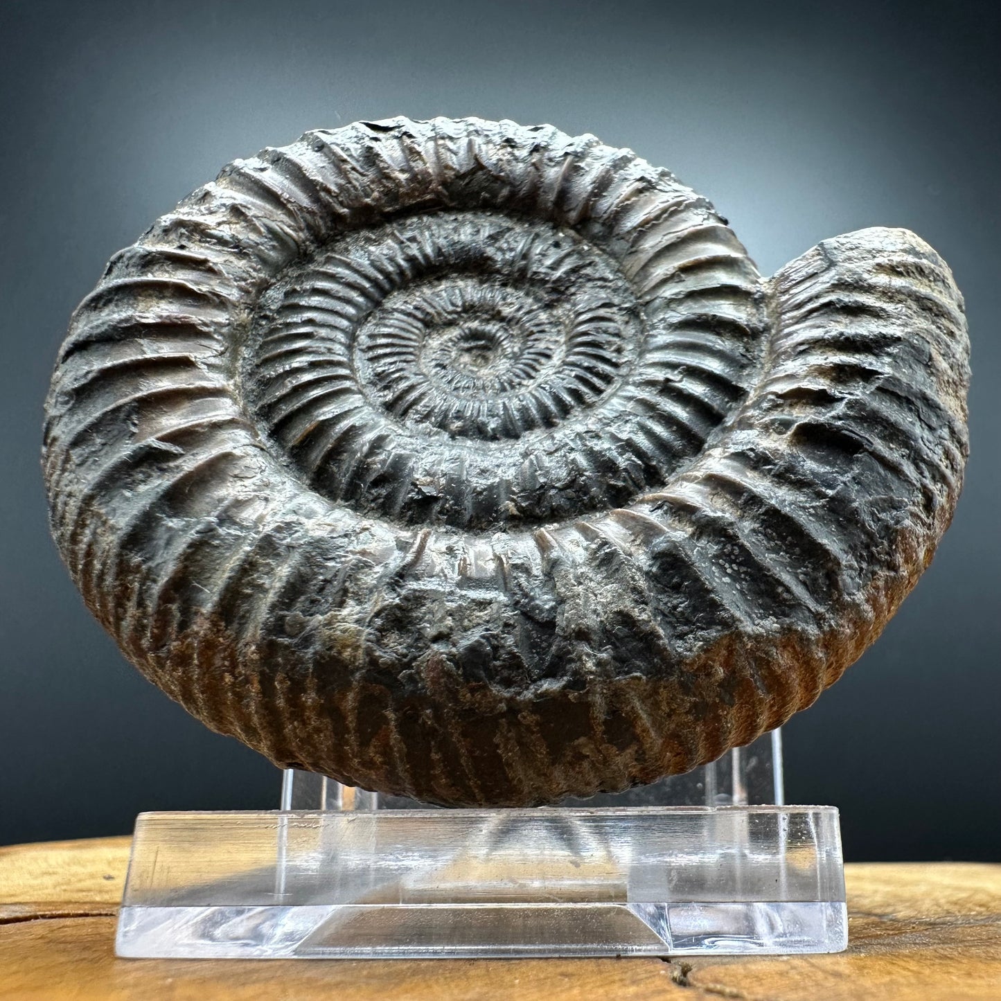 Dactylioceras Ammonite Fossil With box and Stand - Whitby, North Yorkshire Jurassic Coast Yorkshire Fossils